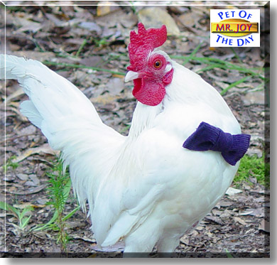 Mr. Joy, the Pet of the Day