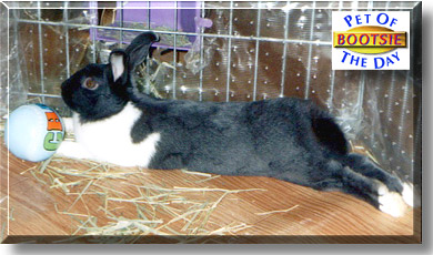 Bootsie, the Pet of the Day