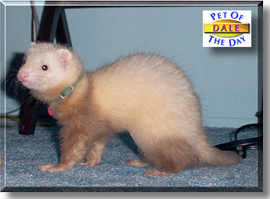 Dale Puff, the Pet of the Day