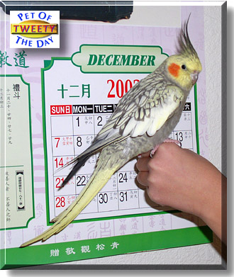 Tweety, the Pet of the Day
