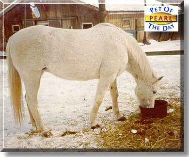 Pearl, the Pet of the Day
