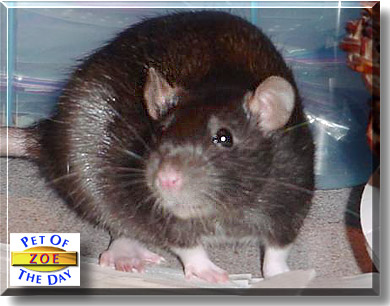 Zoe, the Pet of the Day