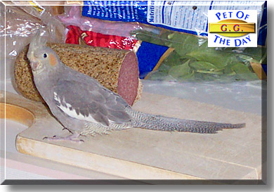 G.G., the Pet of the Day