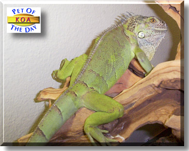 Koa, the Pet of the Day