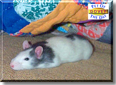 Dovey, the Pet of the Day