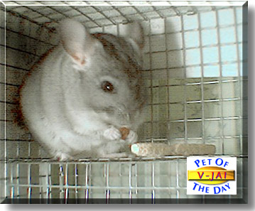 V-jai, the Pet of the Day