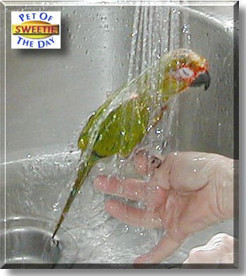 Sweetie, the Pet of the Day