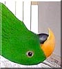 Tarzan the Solomon Island Eclectus