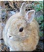 Ringo the Purebred Dwarf Rabbit