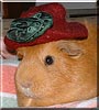 Hank the Guinea Pig