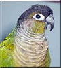 Tuki the Green Cheeked Conure