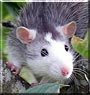 Trulsan the Black roan rat