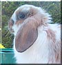 Cinnabun the Holland Lop