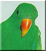 Bink E the Solomon Island Eclectus