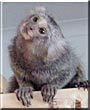 Thai the Common Marmoset Monkey