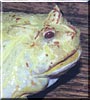 Bob the Albino Ornate Horned Frog