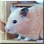 Glow the Golden Syrian Hamster