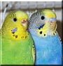 Margalo, Tim the Budgies