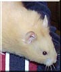 Déja the Hamster