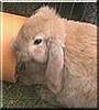 Fudge the Dwarf Lop Rabbit