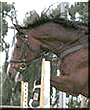 Rosie Ironada the Dutch Warmblood horse