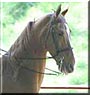 Charlie the American Saddlebred Horse