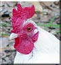Mr. Joy the Old English Bantam
