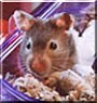 Ib Jr. the Syrian Hamster