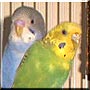 Sam, Nala the Parakeet