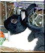 Bootsie the Rabbit