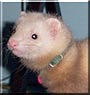 Dale Puff the Ferret