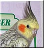Tweety the Cockatiel