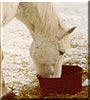 Pearl the Arabian cross horse