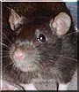 Zoe the Berkshire rat