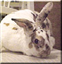 Baby the Rabbit