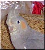 G.G. the Grey Cockatiel