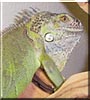 Koa the Green Iguana