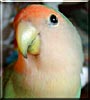 Spenser the Peachface Lovebird