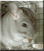 V jai the Standard Chinchilla