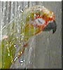 Sweetie the Gold capped Conure