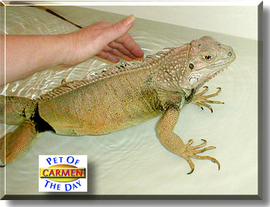 Carmen, the Pet of the Day
