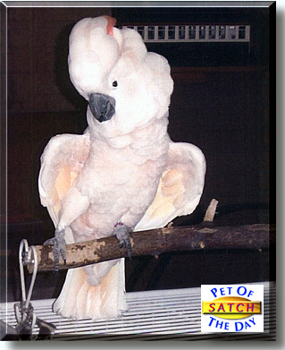 Satch, the Pet of the Day