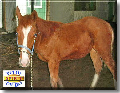 Spirit, the Pet of the Day
