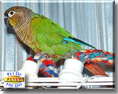 Petey, the Pet of the Day