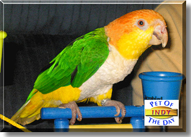 Indy, the Pet of the Day