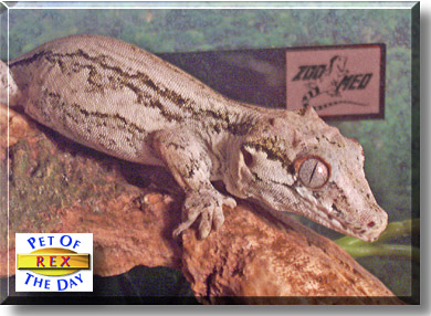 Rex, the Pet of the Day
