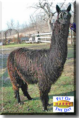 Harry Paca, the Pet of the Day