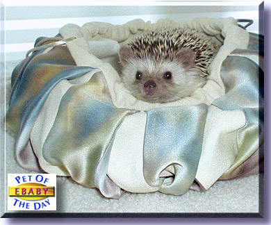 eBaby, the Pet of the Day