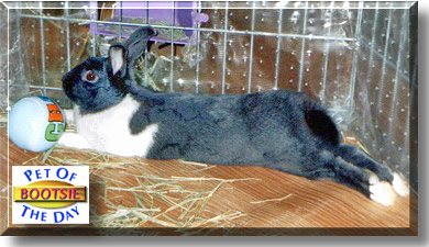 Bootsie, the Pet of the Day