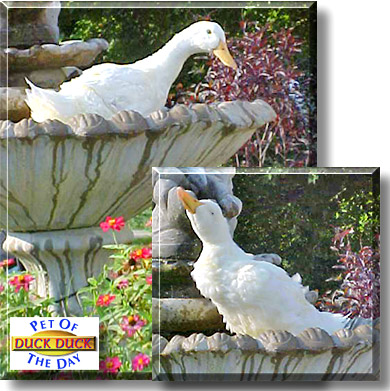 Duck Duck, the Pet of the Day